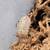 Coolidge: Isopods & Springtails (bioactive) 6 thumbnail