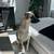 GSD Rehoming 4 thumbnail