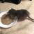 Pet 3 thumbnail