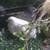 Button quail 1 thumbnail