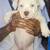 BullyPit 1 thumbnail