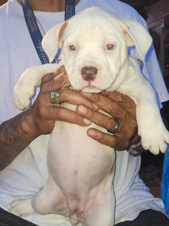 BullyPit 1