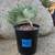 Rare mermaid tails (succulent) CUTTINGS & ROOTINGS 3 thumbnail