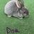 Mini Rex rabbits 3 thumbnail