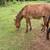 Mule 1 thumbnail