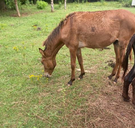 Mule 1