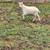 Wether 1 thumbnail