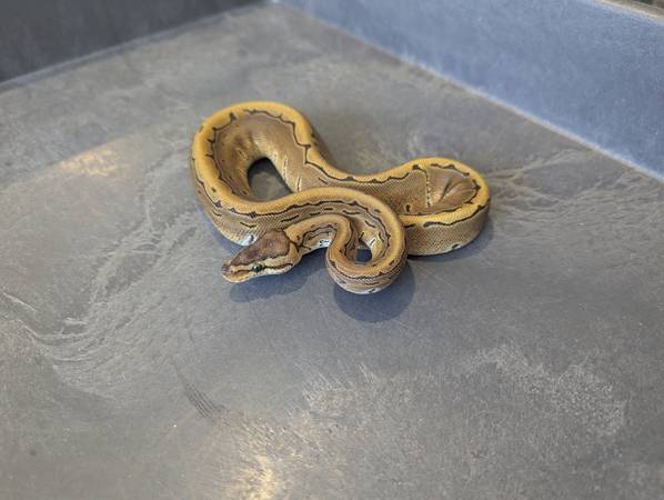 Female Ball Python Super Pinstripe pos het puzzle 1