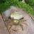 Brass Crab figurine ashtray 9 thumbnail