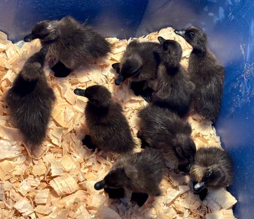 Cayuga Ducklings 1