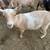 Nigerian Dwarf Registerable Doelings 5 thumbnail