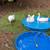 3 Geese 3 thumbnail