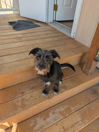 $20 cachorro (Enumclaw)
