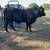 Lease bulls angus 7 thumbnail