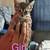2 kittens 2 thumbnail