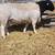 Saanen Dairy Doe + Dorper Breeding Pair & Pygmies + Young Icelandic/ Gotland cro 2 thumbnail