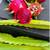 Red Dragon Fruit Tree 3 thumbnail