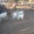 Boer goats 1 thumbnail
