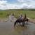 horse guide and maintenance 3 thumbnail