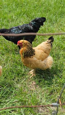 Hens 1