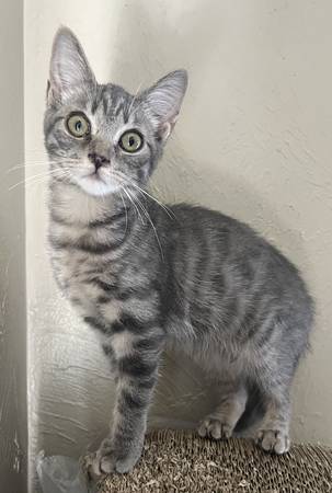 Rescue Kittens for Adoption (Pittsburgh)63882391510017121