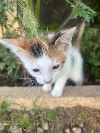 Kitten 1