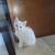 kittens 1 thumbnail