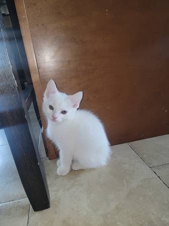 kittens 1