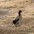 Ducks 5 thumbnail