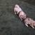 Bichion mini Poodle 3 thumbnail