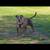 Pitbull 2 thumbnail