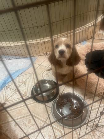 Cocker spaniel puppies 1