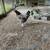10 Laying Hens(6-7 mo old) 3 thumbnail