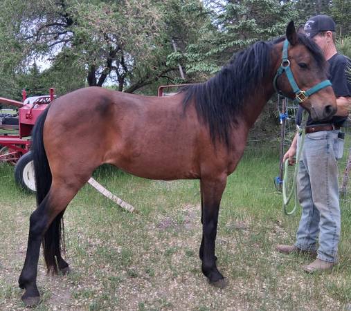 8 Year Old Pony Gelding 1