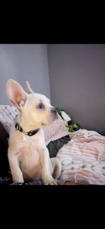 Frenchie (Waverly)572169161247313921