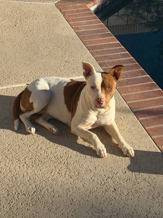 Free female red nose pitbull