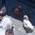 Pigeons 16 thumbnail