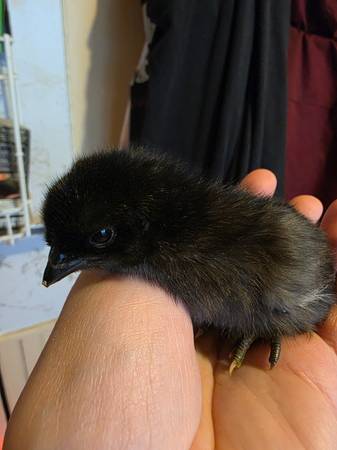 Ayam Cemani Chicks need rehomed 1