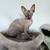 Sphynx cat 4 thumbnail