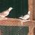 Doves 2 thumbnail