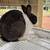 Rabbitry downsizing 18 thumbnail