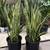 Snake Plant - Home Grown care (Yellow and Green) 2 thumbnail