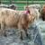 Mini Donkeys — Mini Cattle — Mini Horses 18 thumbnail