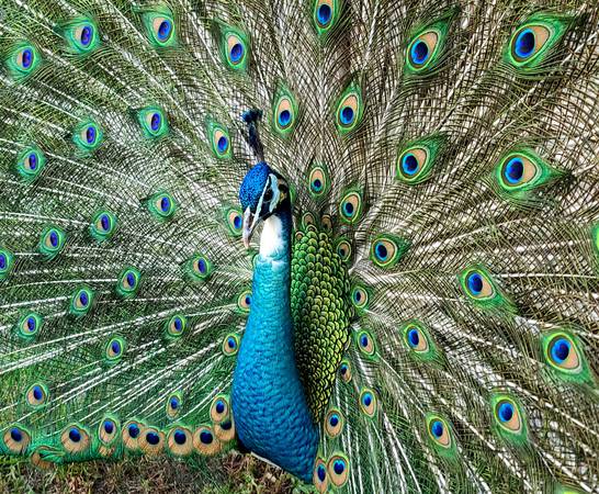 Peafowl Peacocks Peahens! 1