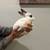 Rabbits 7 thumbnail