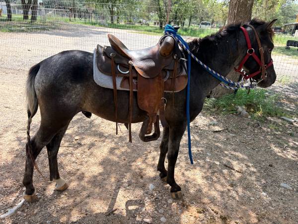 Pony 1