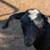 Polled mini Nubian goat Doeling 5 thumbnail