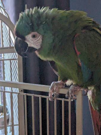 Severe macaw pending (Tucson)528378893583011841