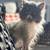 Tiny Persian 9 thumbnail