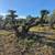 Dragon Trees and Sculpted Olive Trees 16 thumbnail